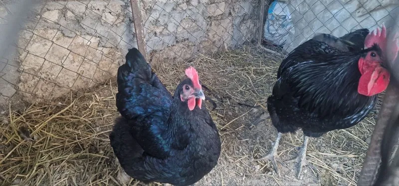 Bramma va jersi xoʻroz tovuqlar sotiladi — фото 2