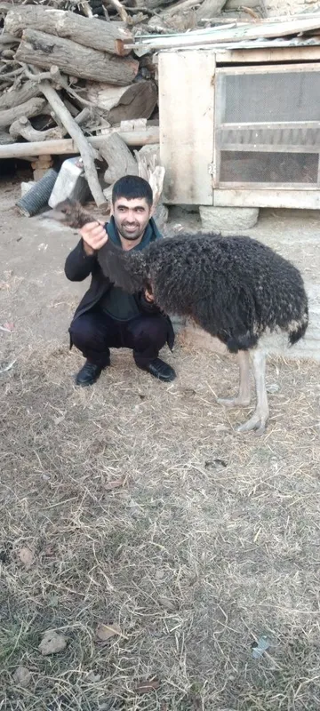 Tuyaqush sotiladi 5 Tuyaqush sotiladi 5
