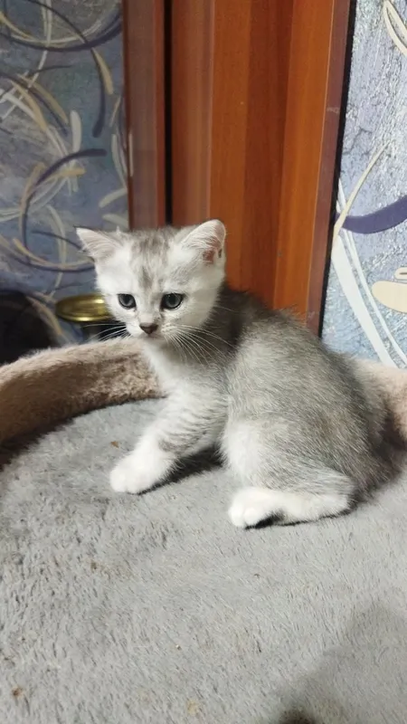 продаются шотландские котята серебряная шиншилла — фото 6
