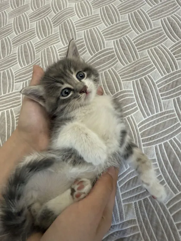 милейшие котята — фото 3