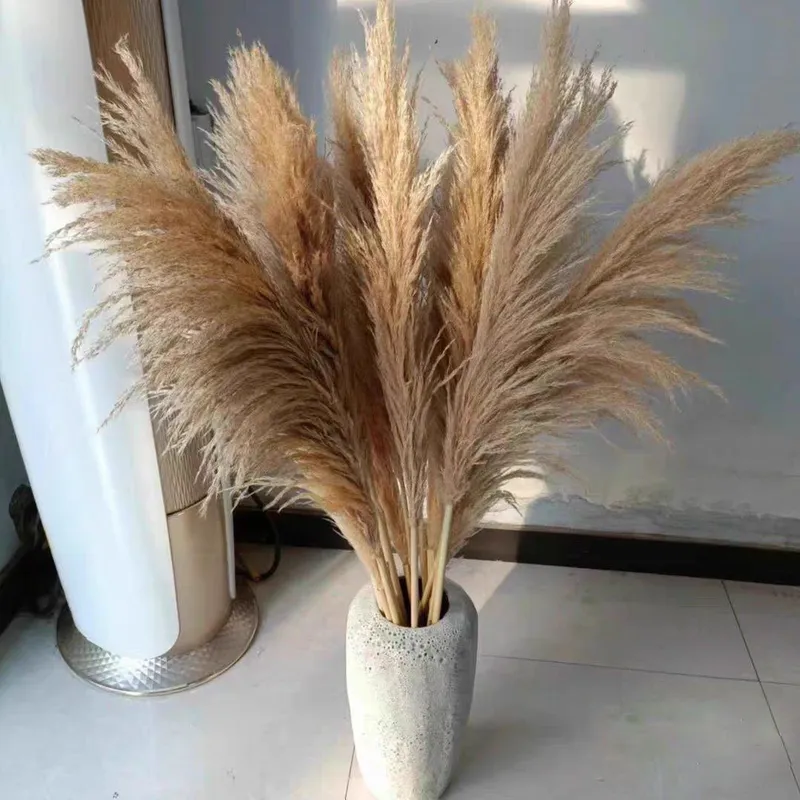 Pampas o‘ti. Interyer bezagi uchun 1
