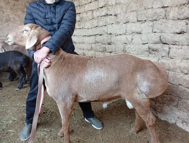 Кочкор кой Qochqor qoy