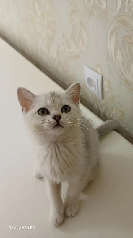 Котёнок продаётся! 3