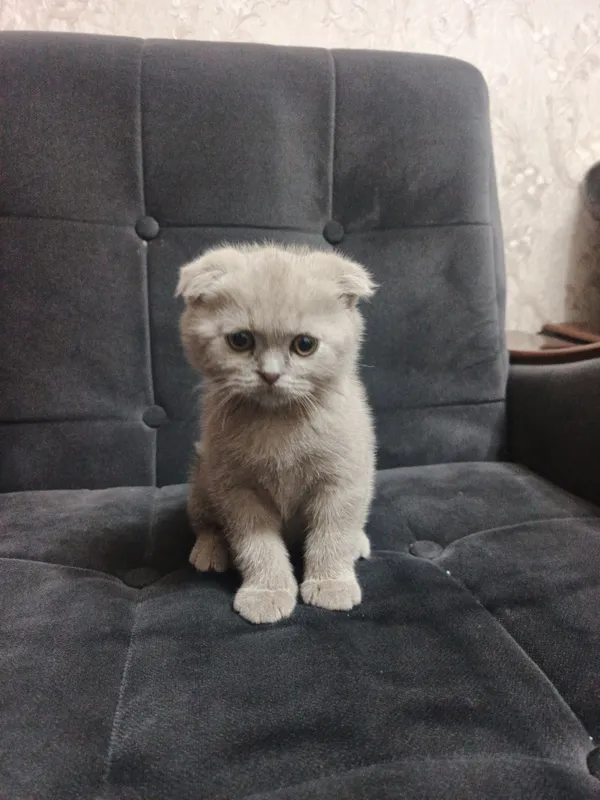 Mushuk bolasi 2oylik.