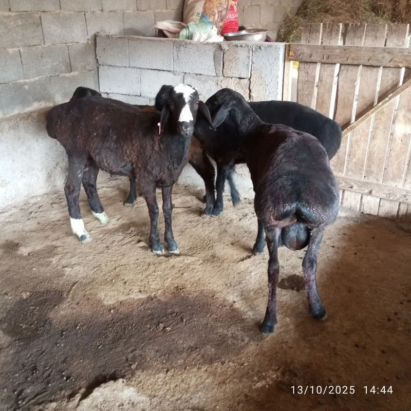 Xisori Arashan qoʻchqorlar sotiladi
