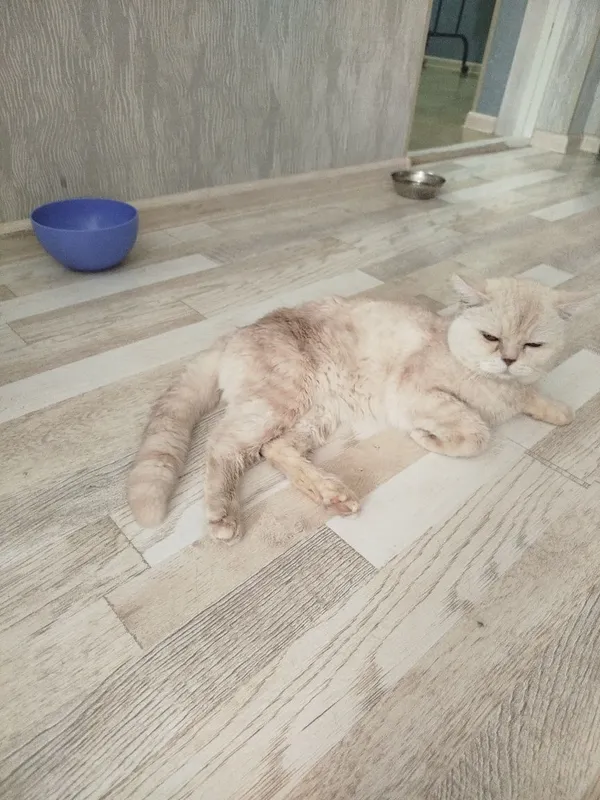 Продам кота британец Продам кота британец
