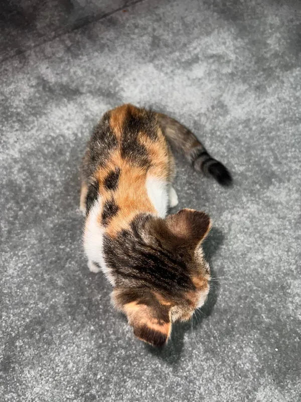 Маленькие котята 1 Маленькие котята 1