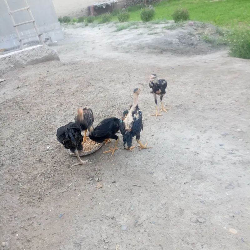 Kulangi. Jujalar 1