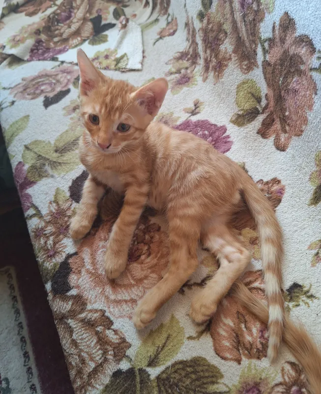 Отдаем котят в добрые руки 4 Отдаем котят в добрые руки 4