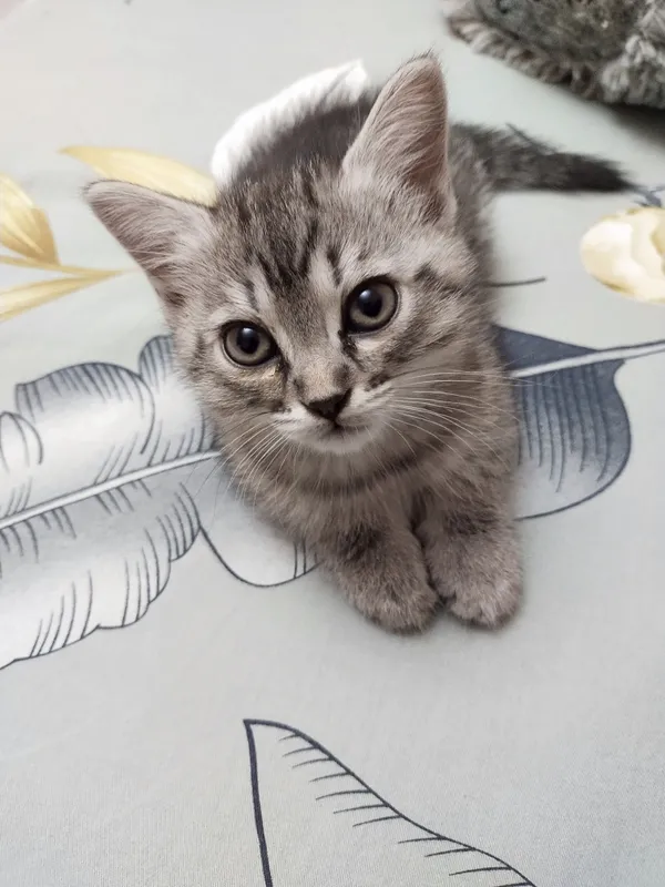 Отдам в дар котят — фото 2