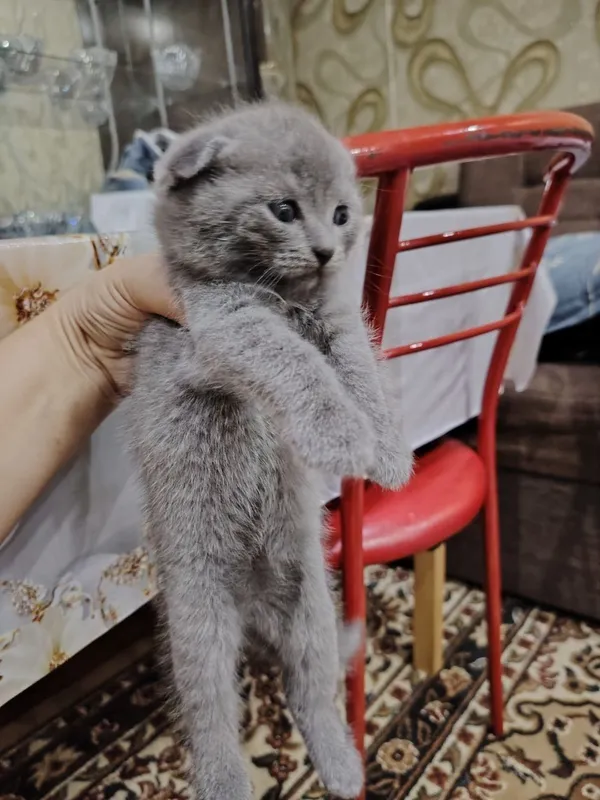 Шотландские котята — фото 4