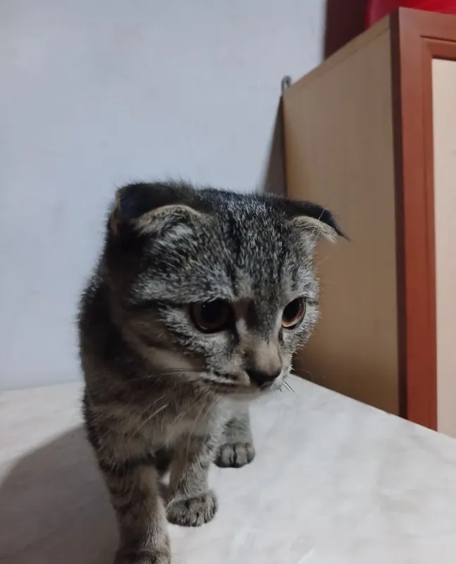 Срочно продаются котята 6 Срочно продаются котята 6