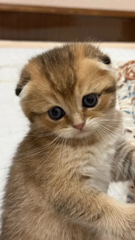 Продаю шотландских котят — фото 3