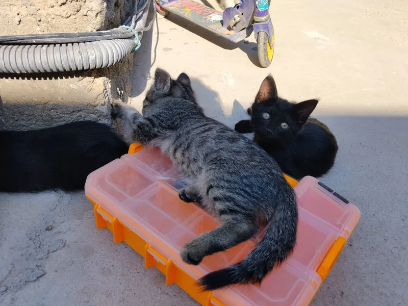 отдам бесплатно котят .Мама котят сиямская кошка 2 отдам бесплатно котят .Мама котят сиямская кошка 2