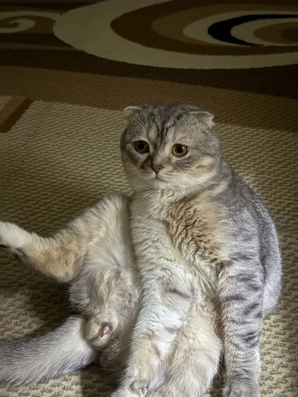 Кот для вязки , серебстая шиншилла скотиш фолд! 3 Кот для вязки , серебстая шиншилла скотиш фолд! 3