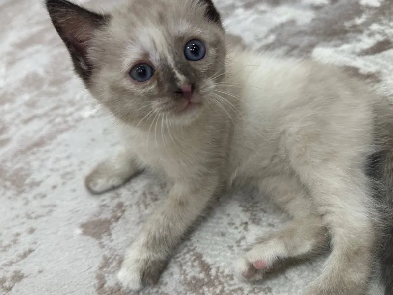 Котенок маленький 2 Котенок маленький 2