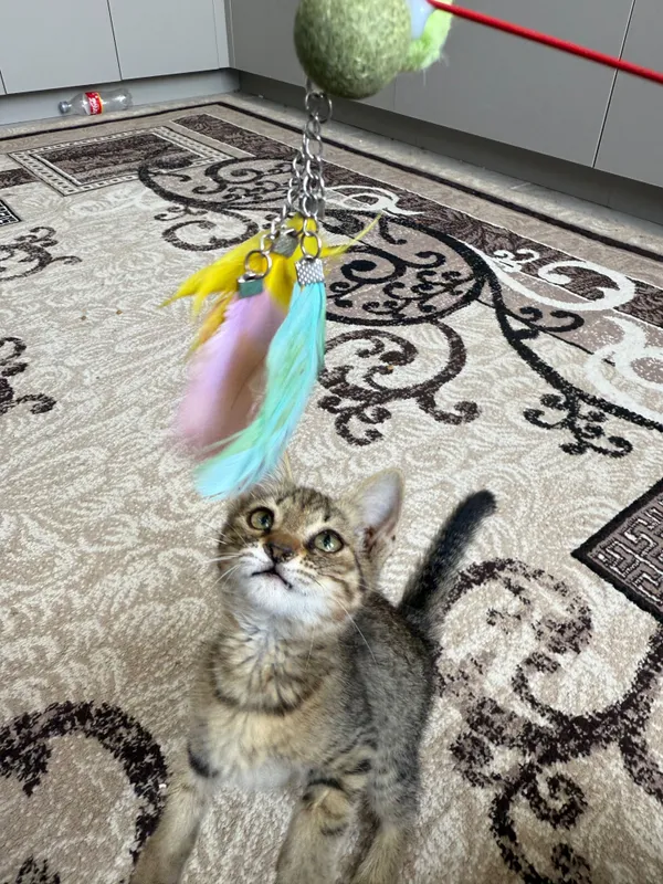 Отдам котенка в добрые руки 1
