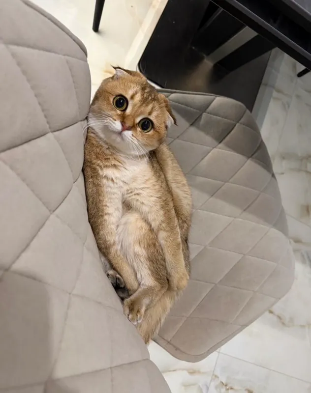 шотландские вислоухие котята — фото 9