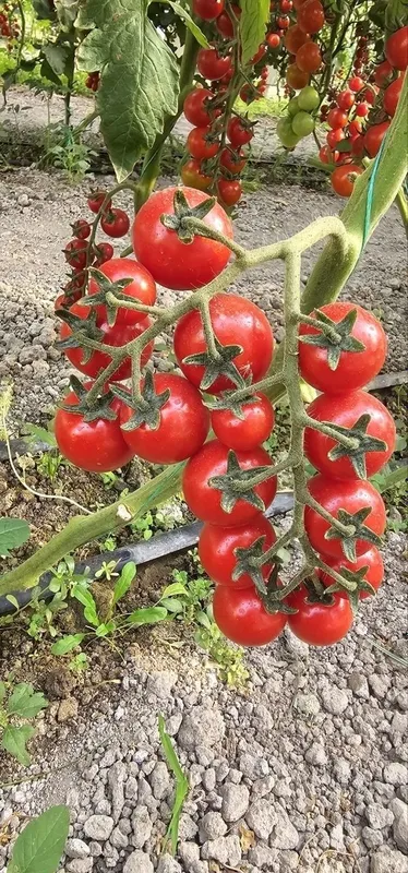 Продаются томаты черри ,помидоры черри оптом и в розницу