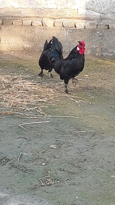 Bantam tovuq va xoʻrozi sotiladi — фото 1