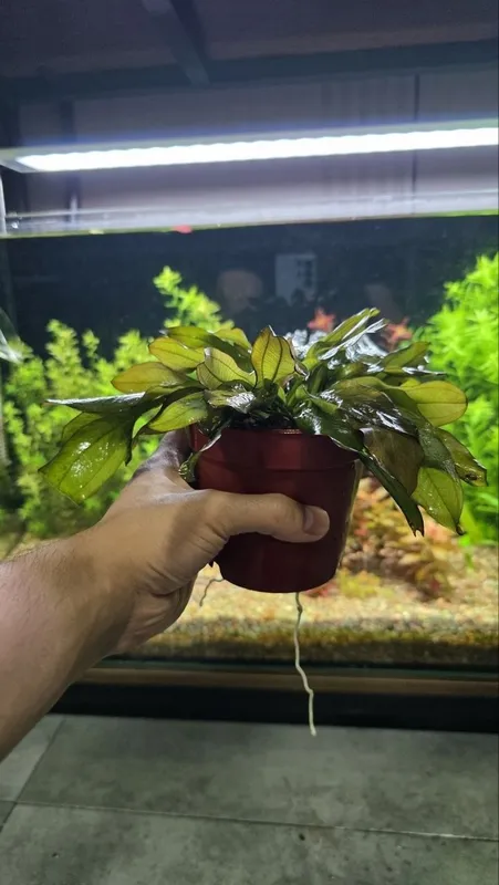 Exinadorus akvarium suv oʻti — фото 2