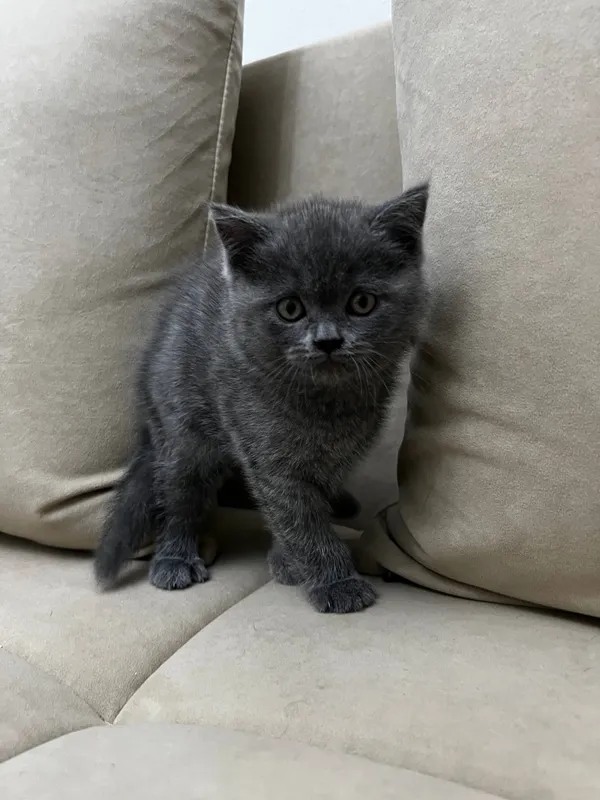 Котята скотиш страйт, скотиш фолд
