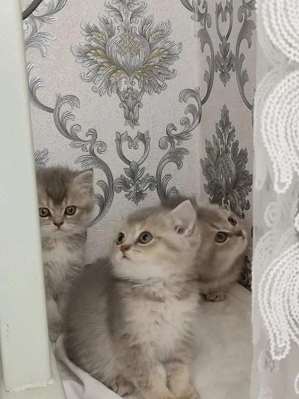 Продам Пепельной шеншила — фото 3