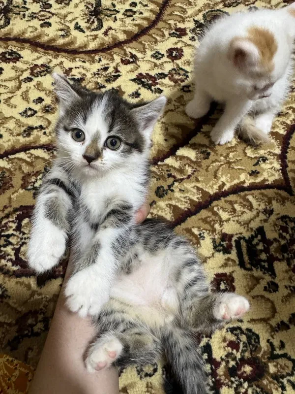 Zotdor mushuk sotiladi 3 ta xar bittasi 1 mlndan y