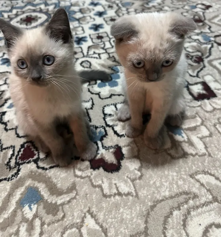 Scottish fold va Scottish Straight mushuklar sotiladi 2 Scottish fold va Scottish Straight mushuklar sotiladi 2