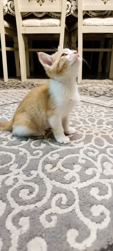 Yaxshi qo‘llarga beriladigan erkak mushukcha 7 Yaxshi qo‘llarga beriladigan erkak mushukcha 7