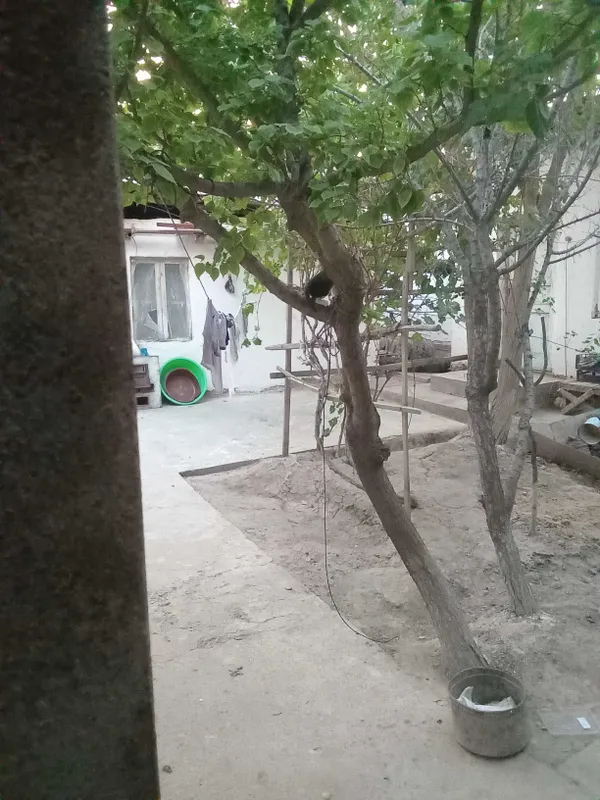Отдам бесплатно котят в хорошие руки 2 Отдам бесплатно котят в хорошие руки 2