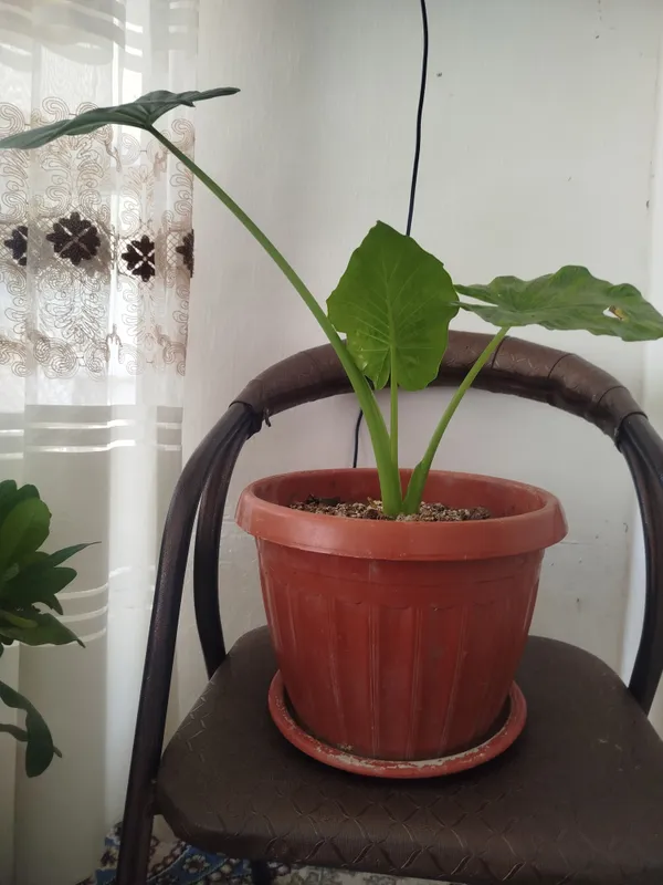 gullar sotiladi narhi kelishiladi — фото 1