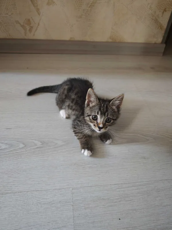 Отдадим котят в добрые руки 3 Отдадим котят в добрые руки 3