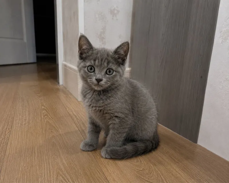 Скоттиш страйт продается срочно 1