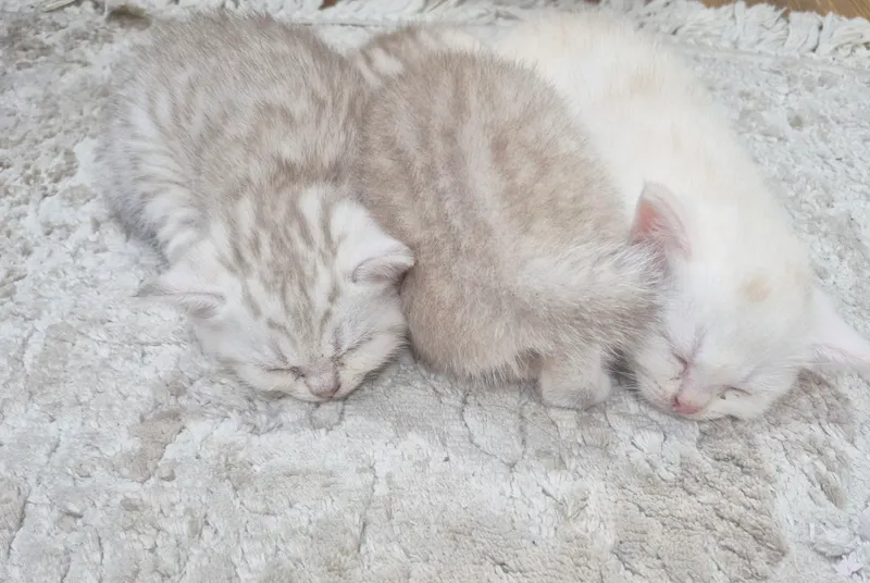 породистые котята