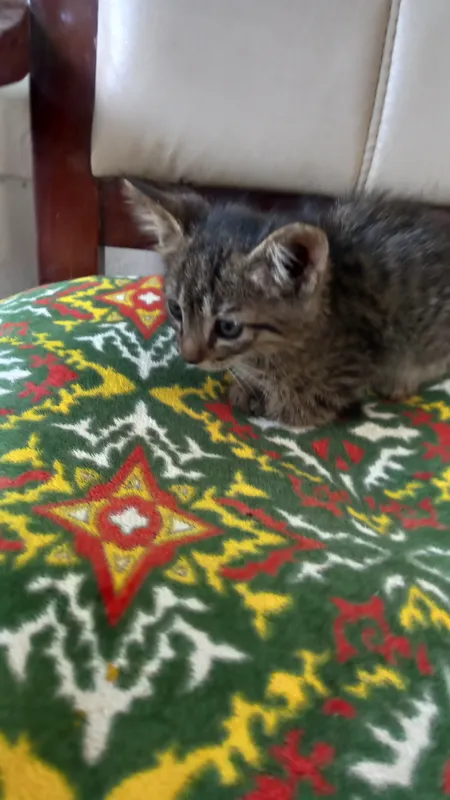 Mushuk sotiladi oladigan odam tel qlila zotdor