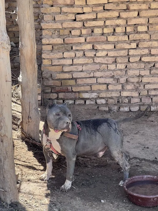 Pitbull erkak it Pitbull erkak it
