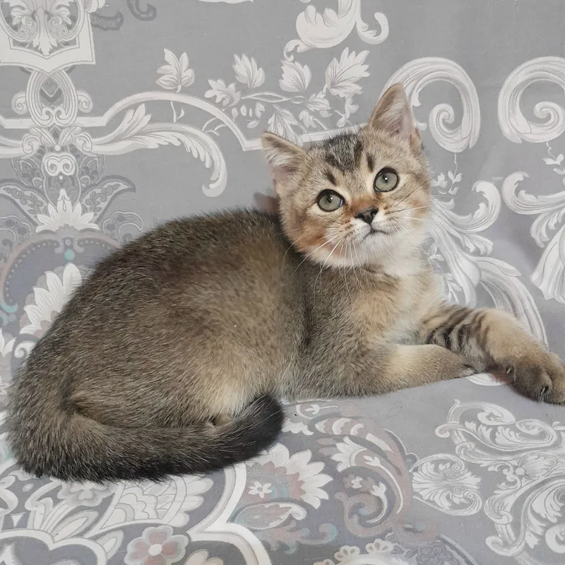 Shinshilla, skotish-streyt erkak mushukcha sotiladi 2 Shinshilla, skotish-streyt erkak mushukcha sotiladi 2