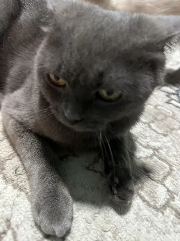 Scottish fold va Scottish Straight mushuklar sotiladi 5 Scottish fold va Scottish Straight mushuklar sotiladi 5