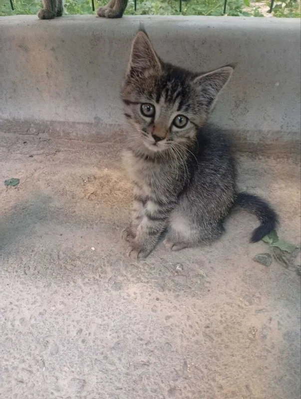 Маленькие котята ищут дом
