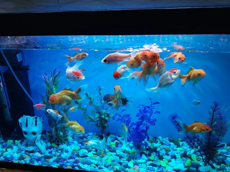 Akvarium ichidagi xamma narsa qoʻshib beriladi baliqlar xam 6 Akvarium ichidagi xamma narsa qoʻshib beriladi baliqlar xam 6