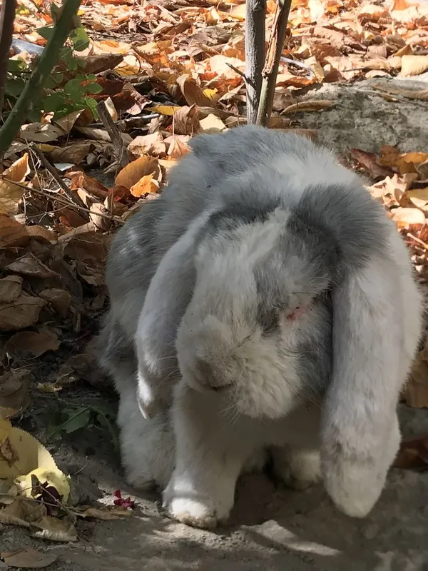Кролик французский баран — фото 2