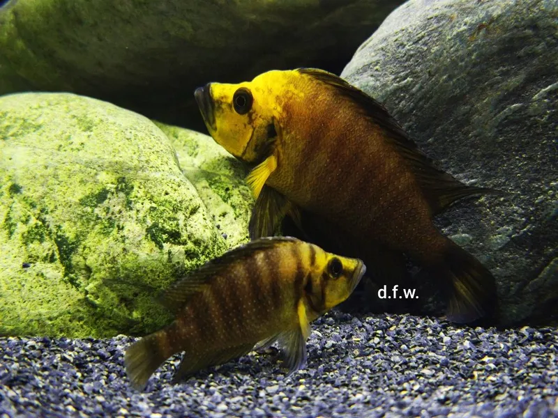 Altolamprologus Compressiceps Gold Head - MUZI 1 Altolamprologus Compressiceps Gold Head - MUZI 1