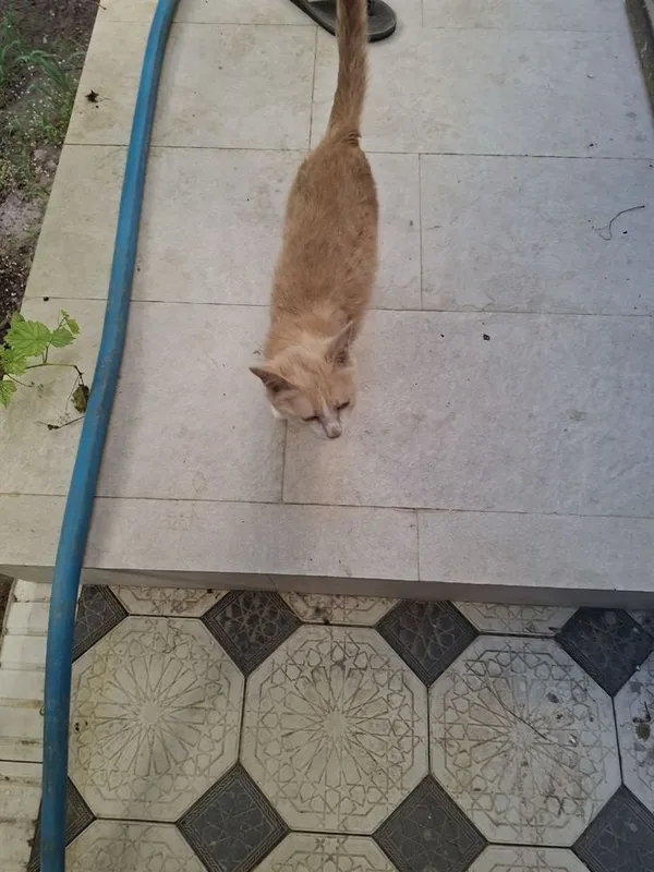 Отдадим бесплатно котёнка в добрые руки 5