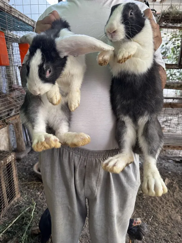 Velikan va Panda zotli quyon bolalari sotiladi — 5 kg gacha o'sadi! 1 Velikan va Panda zotli quyon bolalari sotiladi — 5 kg gacha o'sadi! 1