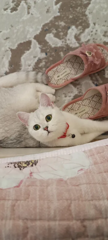 Кошка 2 Кошка 2