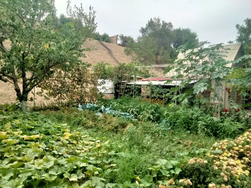 Dacha uyi arancha 8 Dacha uyi arancha 8