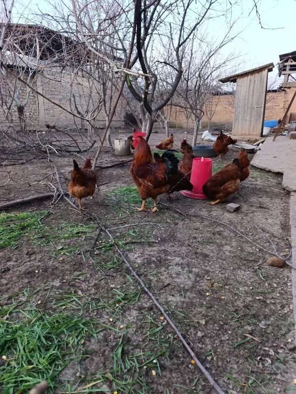 Яйца курей породы Хенхяб для инкубатора — фото 1