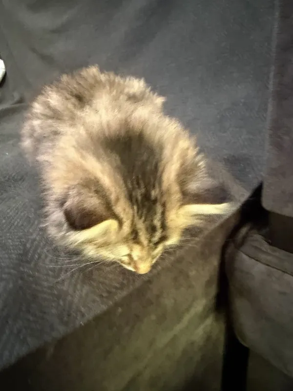 Котята Mushukcha sotiladi ko’rim yidi parodali — фото 3