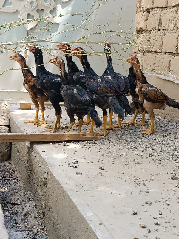 Dakan jojalar sotiladi 4 Dakan jojalar sotiladi 4